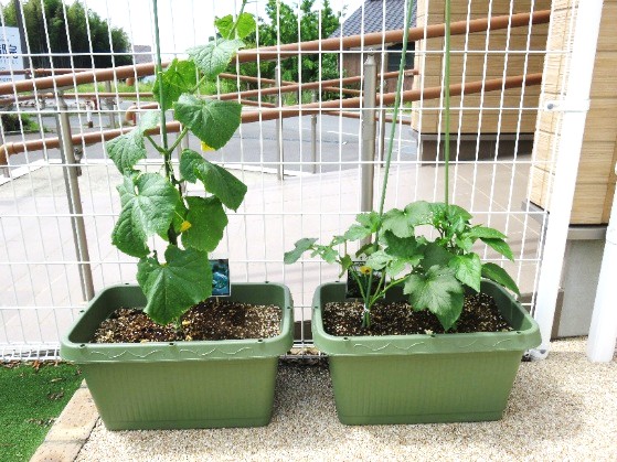 6月7月の様子です！