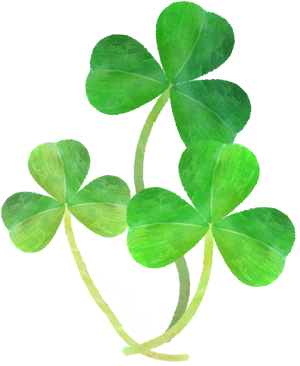 クローバーのイラスト